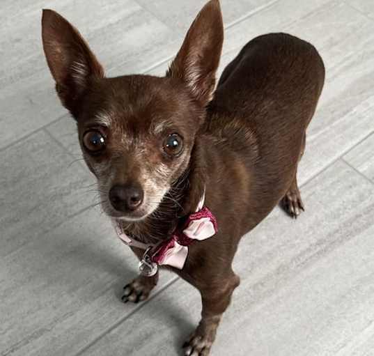 Photo of Coco