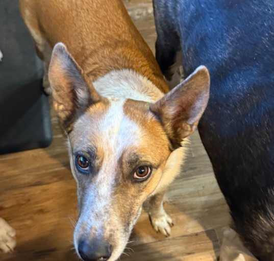 Photo of Buddy