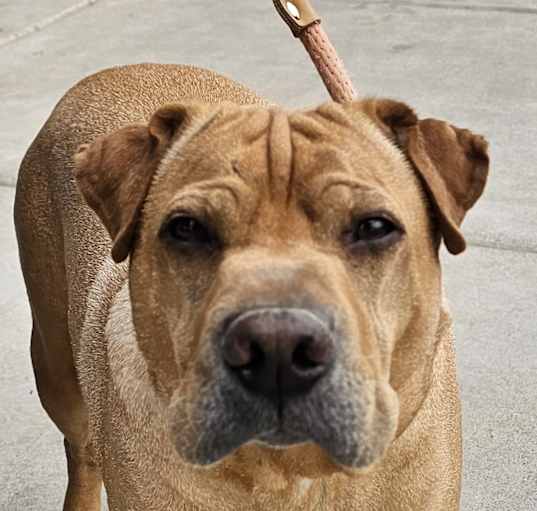Photo of scooby