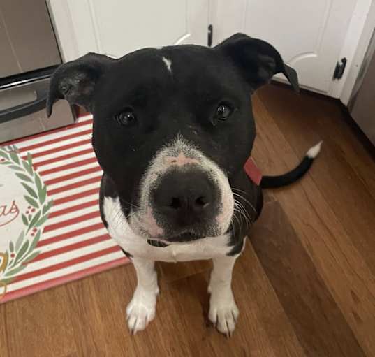 Photo of Delilah