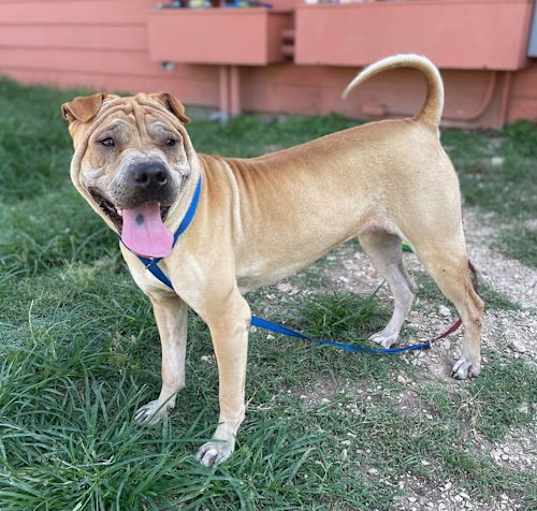 Photo of Sheba