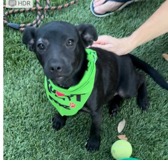 Photo of Alliance:  LIttle Betty aka Raven