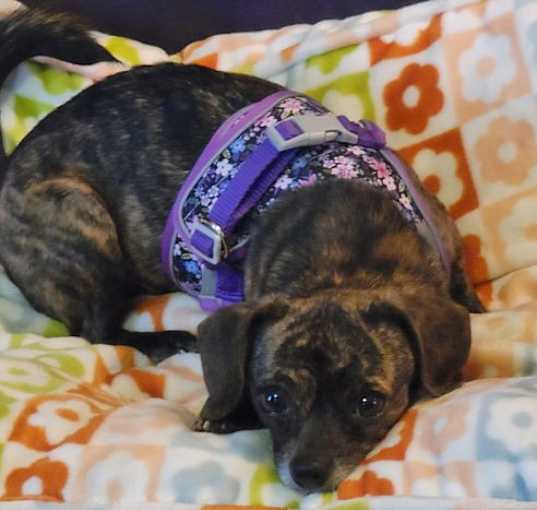 Photo of Layla