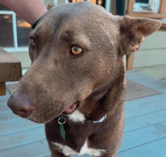 Photo of Hunter 2
