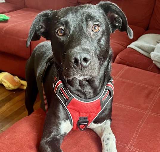 Photo of Ivy (Momma)