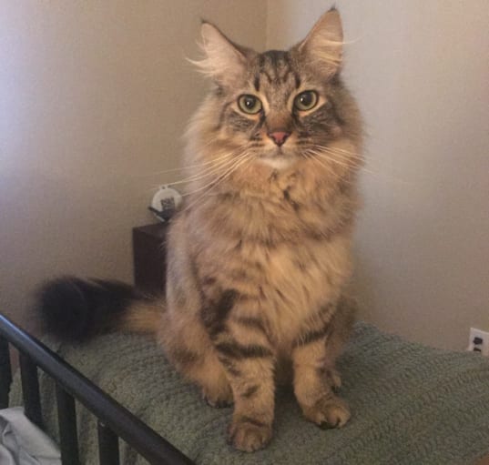 Photo of Freddie Purrcury
