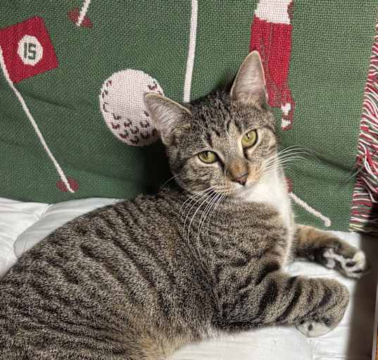 Photo of Tiger - Bengal Tabby Cat