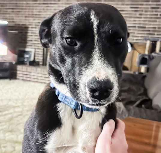Photo of Shadow