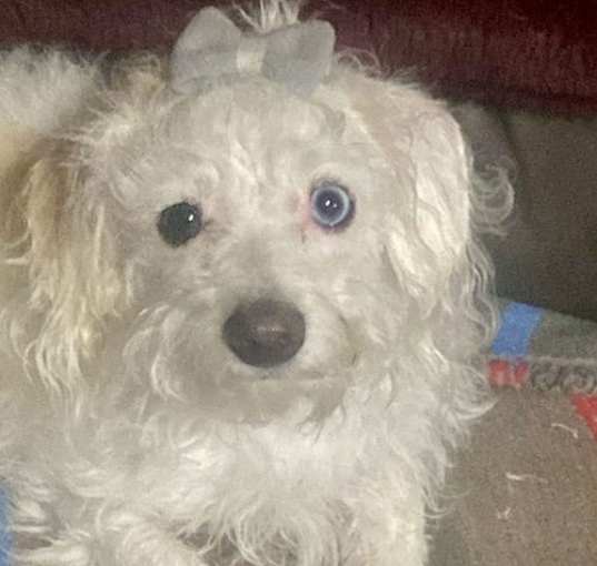 Photo of Beya