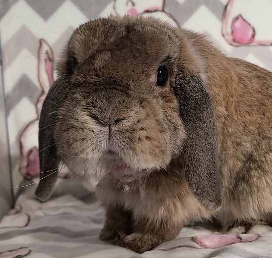 Photo of Chester