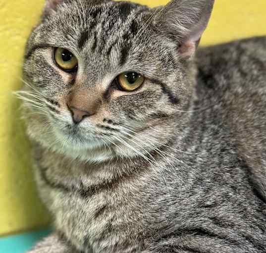 Photo of Mischa