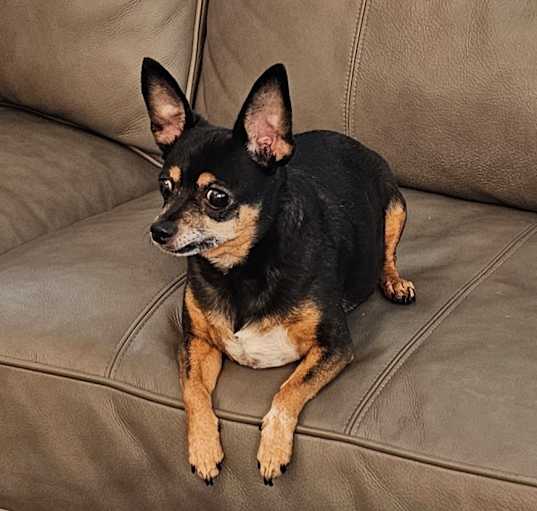 Photo of Pickle