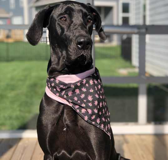 Photo of Olive