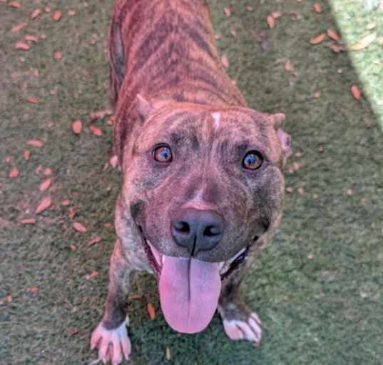 Photo of Dodger - $75 Adoption Fee!  Diamond Dog!
