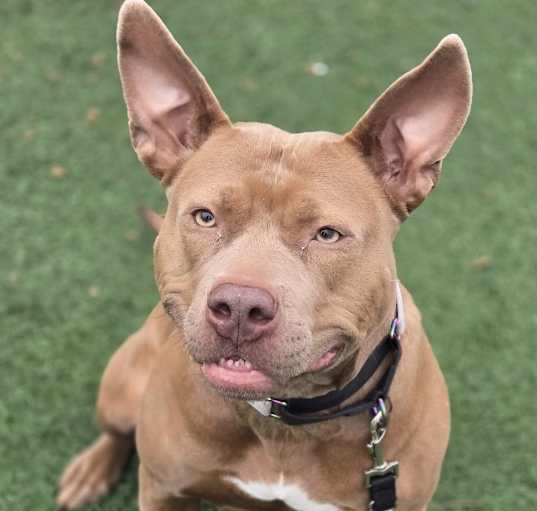 Photo of Mocha