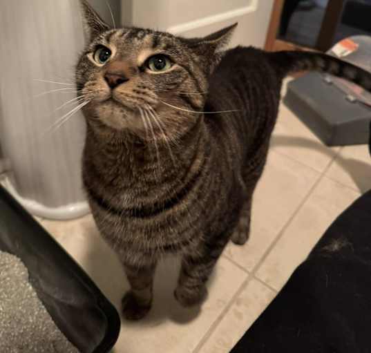 Photo of Josie