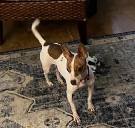 Photo of Gypsy