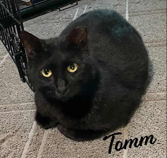 Photo of Tomm #3-mousketeers