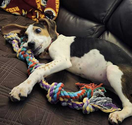Photo of Poppy
