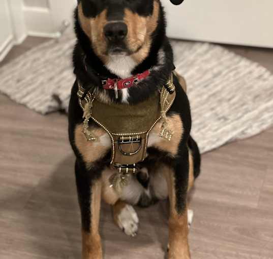 Photo of Honcho