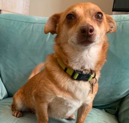 Photo of Ginger