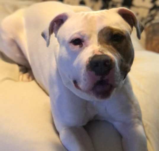 Photo of Rambo