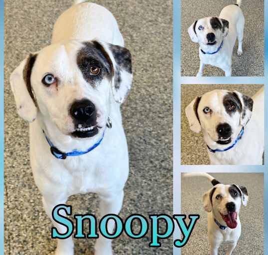 Photo of Snoopy