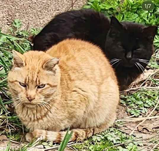 Photo of Panther & Tiger