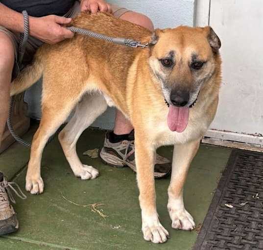 Photo of Jenga: At the shelter adoption sponsored