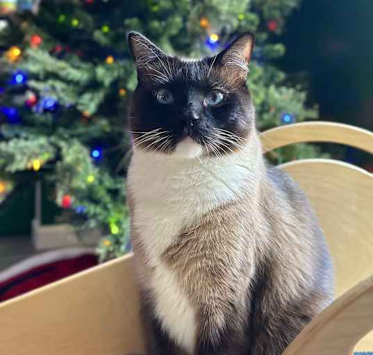 Photo of Louie