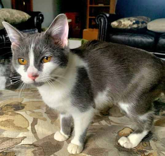Photo of KITTEN LIZZIE