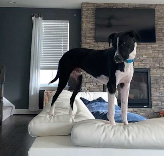 Photo of Bentley