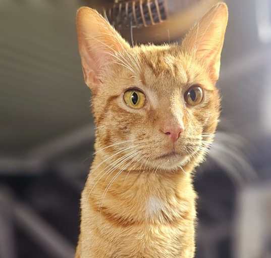 Photo of Chester