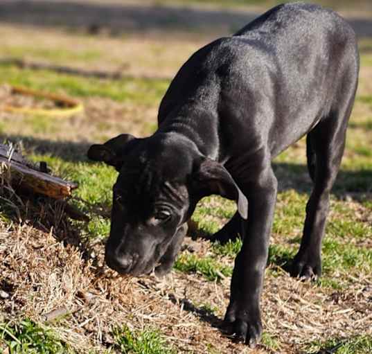 Photo of Huck