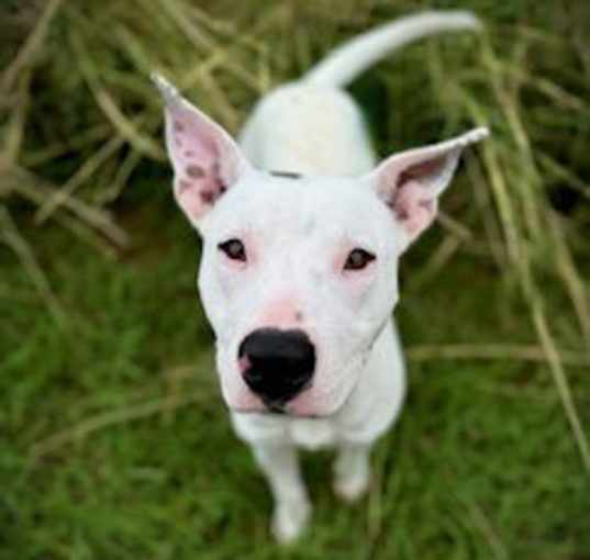 Photo of Dulce