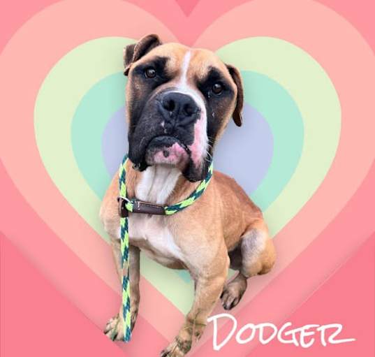 Photo of Dodger