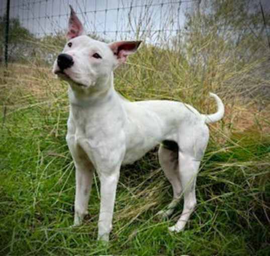 Photo of Dulce