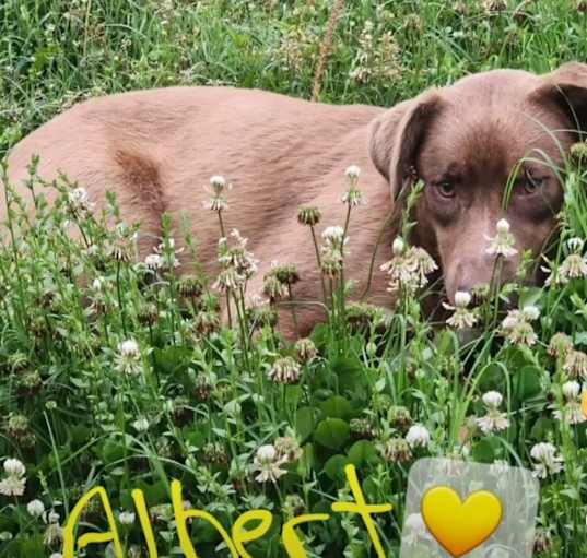 Photo of Albert