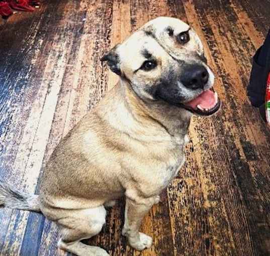 Photo of Buddy