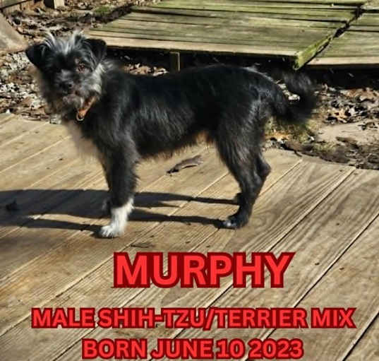 Photo of Murphy
