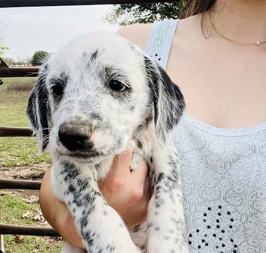 Photo of Daisy