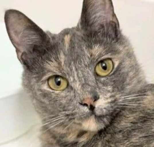 Photo of Noelle