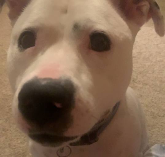 Photo of Bailey