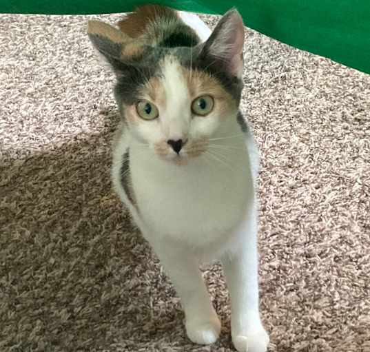 Photo of Ripley