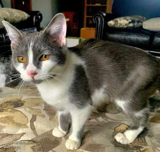 Photo of KITTEN LIZZIE