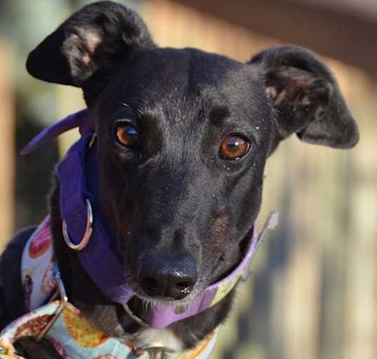 Photo of Piper