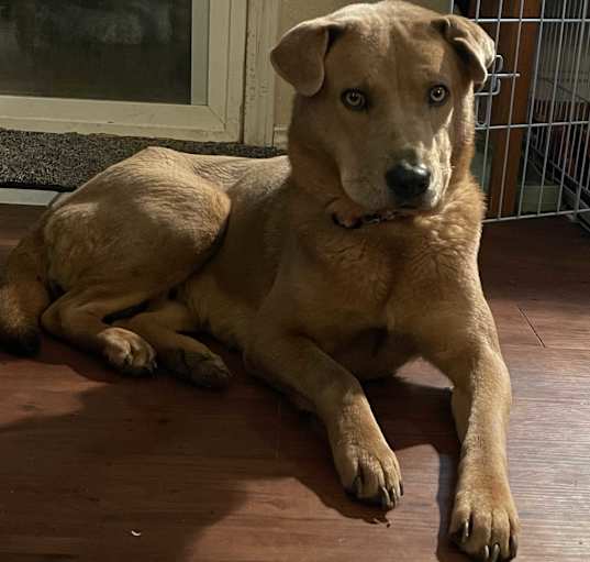 Photo of Honey