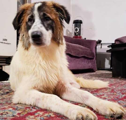 Photo of Mani (Middle East, ST)