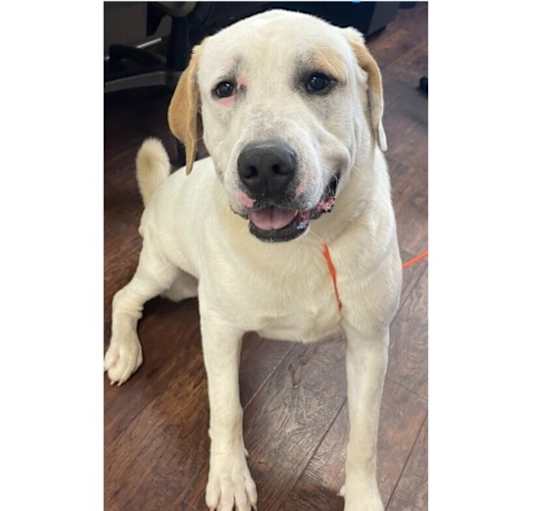 Photo of Tucker