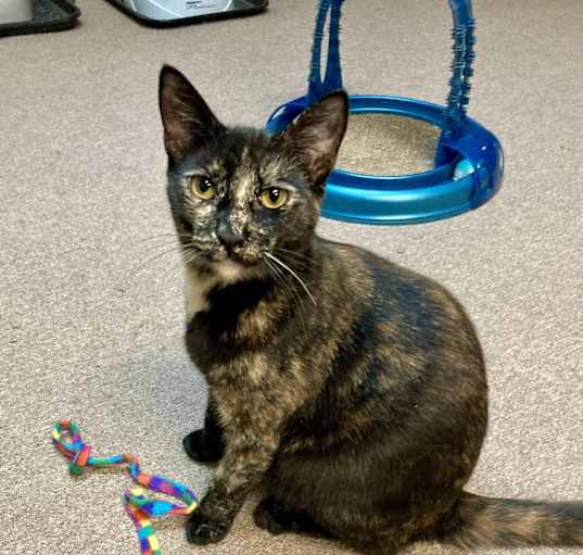 Photo of Maple